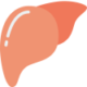 Liver Icon